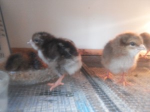 20160427_125110 (Medium)